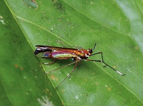 Planthopper - Miasa nigromaculata  Hoppeer,Malaysia,Miasa nigromaculata,Planthopper,Sarawak