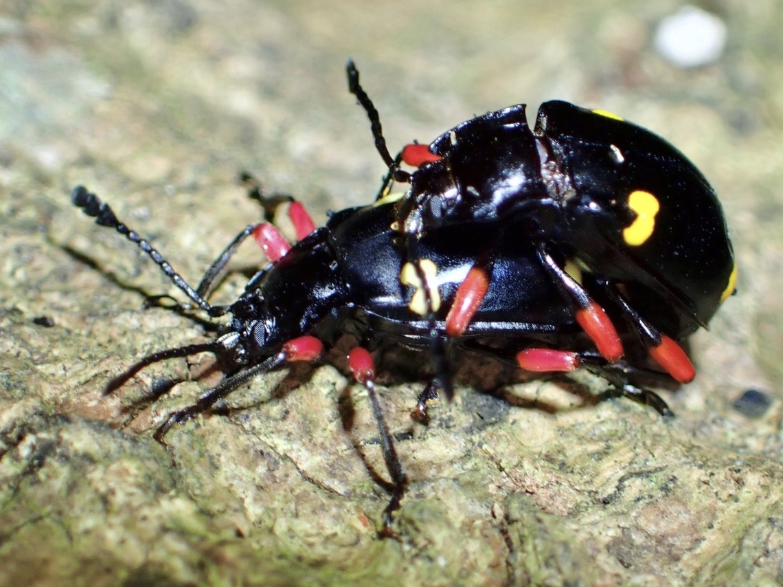 Handsome Fungus Beetle - Eumorphus quadriguttatus pulchripes Sub-Species Beetle,Eumorphus quadriguttatus,Eumorphus quadriguttatus pulchripes,Four spotted handsome fungus beetle,Fungus Beetle,Handsome Fungus Beetle,Taipei,Taiwan