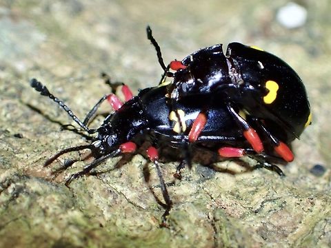 Handsome Fungus Beetle - Eumorphus quadriguttatus pulchripes Sub-Species Beetle,Eumorphus quadriguttatus,Eumorphus quadriguttatus pulchripes,Four spotted handsome fungus beetle,Fungus Beetle,Handsome Fungus Beetle,Taipei,Taiwan