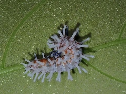 Caterpillar of Silkmoth - Attacus lemairei  Attacus lemairei,Caterpillar,Moth,Palawan,Philippines,Silkmoth