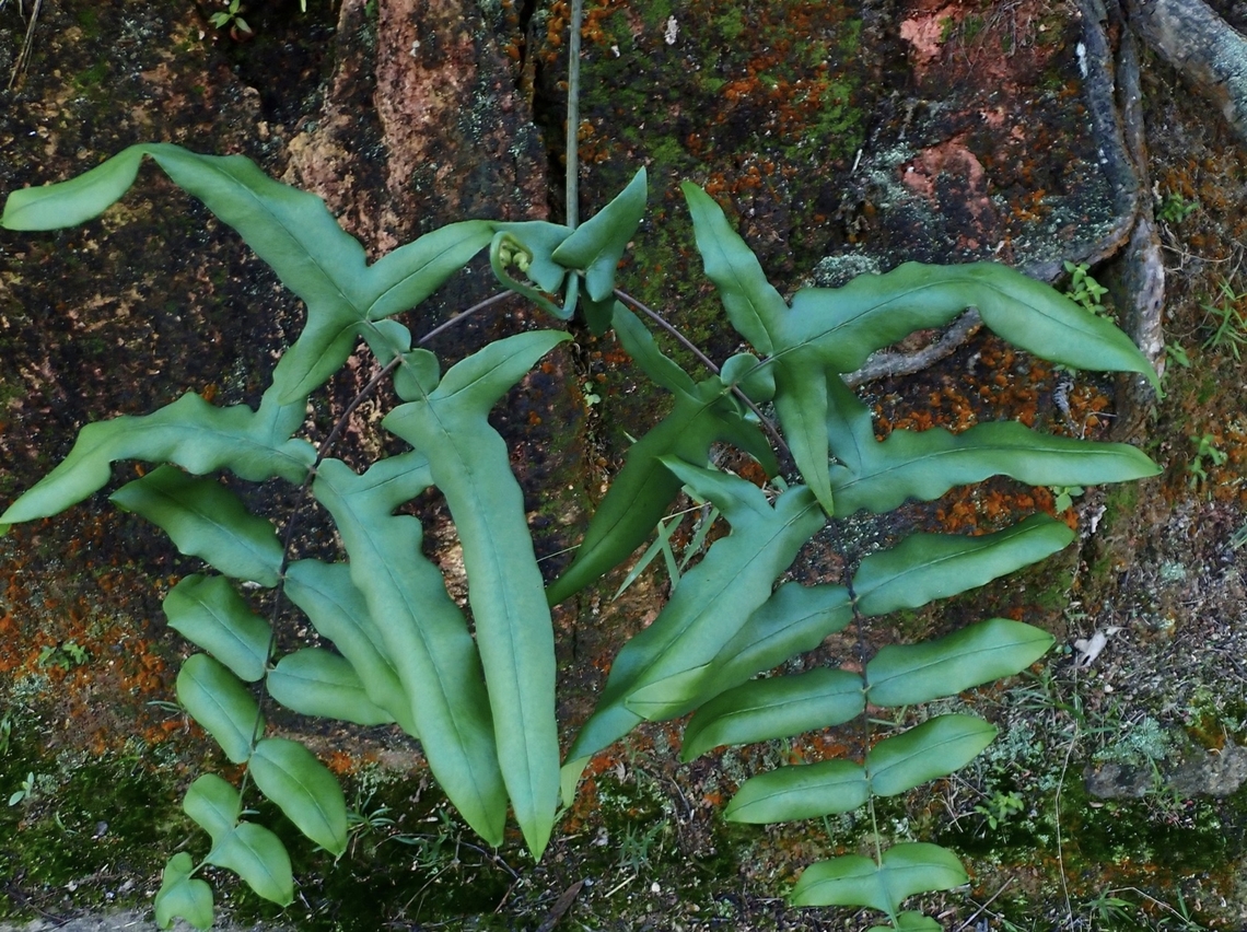 Fern - Histiopteris stipulacea  Fern,Histiopteris stipulacea,Malaysia,Pahang