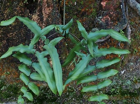 Fern - Histiopteris stipulacea  Fern,Histiopteris stipulacea,Malaysia,Pahang