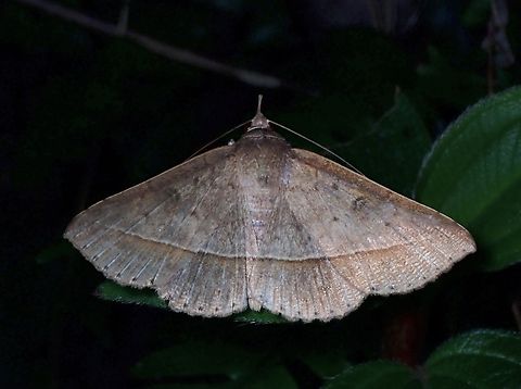 Moth - Hypospila creberrima  Moth,Taipei,Taiwan,Tochara creberrima