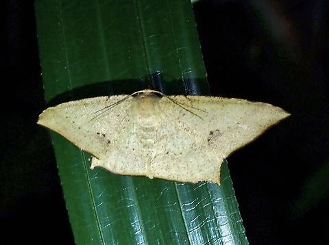 Moth - Krananda falcata  Krananda falcata,Moth,Taipei,Taiwan