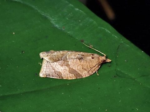 Appleleaf-Curling Moth - Adoxophyes privatana  Adoxophyes privatana,Appleleaf-Curling Moth,Moth,Taipei,Taiwan