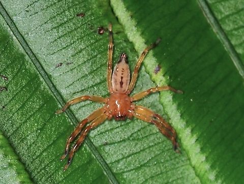 Huntsman Spider - Thelcticopis severa  Huntsman Spider,Spider,Taipei,Taiwan,Thelcticopis severa