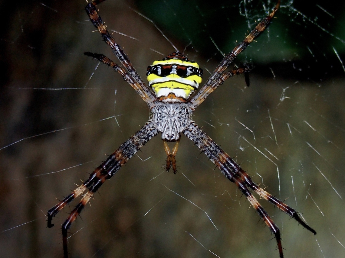 Orbweaver Spider - Argiope aetheroides  Argiope aetheroides,Orbweaver Spider,Spider,Taipei,Taiwan