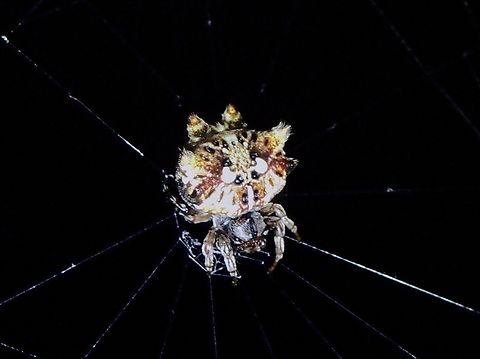 Asian Spinybacked Orbweaver Spider - Thelacantha brevispina  Asian Spinybacked Orbweaver,Orbweaver Spider,Spider,Taipei,Taiwan,Thelacantha brevispina