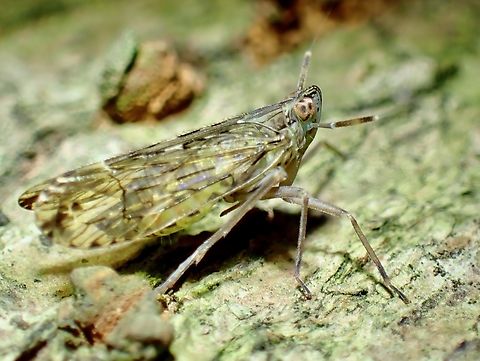 Delphacid Planthopper - Ugyops vittatus  Delphacid Planthopper,Hopper,Planthopper,Taipei,Taiwan,Ugyops vittatus