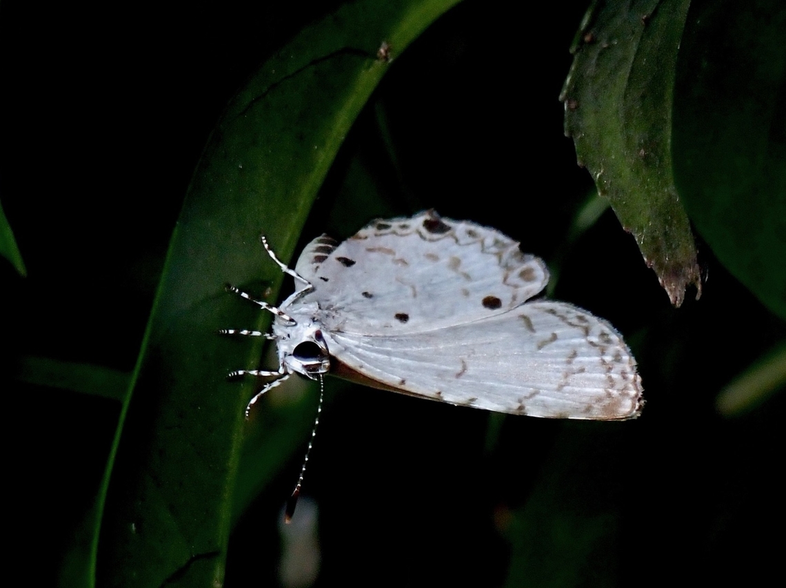 Malayan in Taiwan  Butterfly,Malayan,Malaysia,Megisba malaya,Taipei