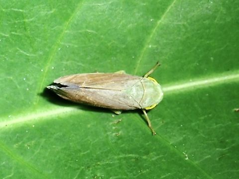 Leafhopper - Tartessus ferrugineus  Hopper,Leafhopper,Taipei,Taiwan,Tartessus ferrugineus