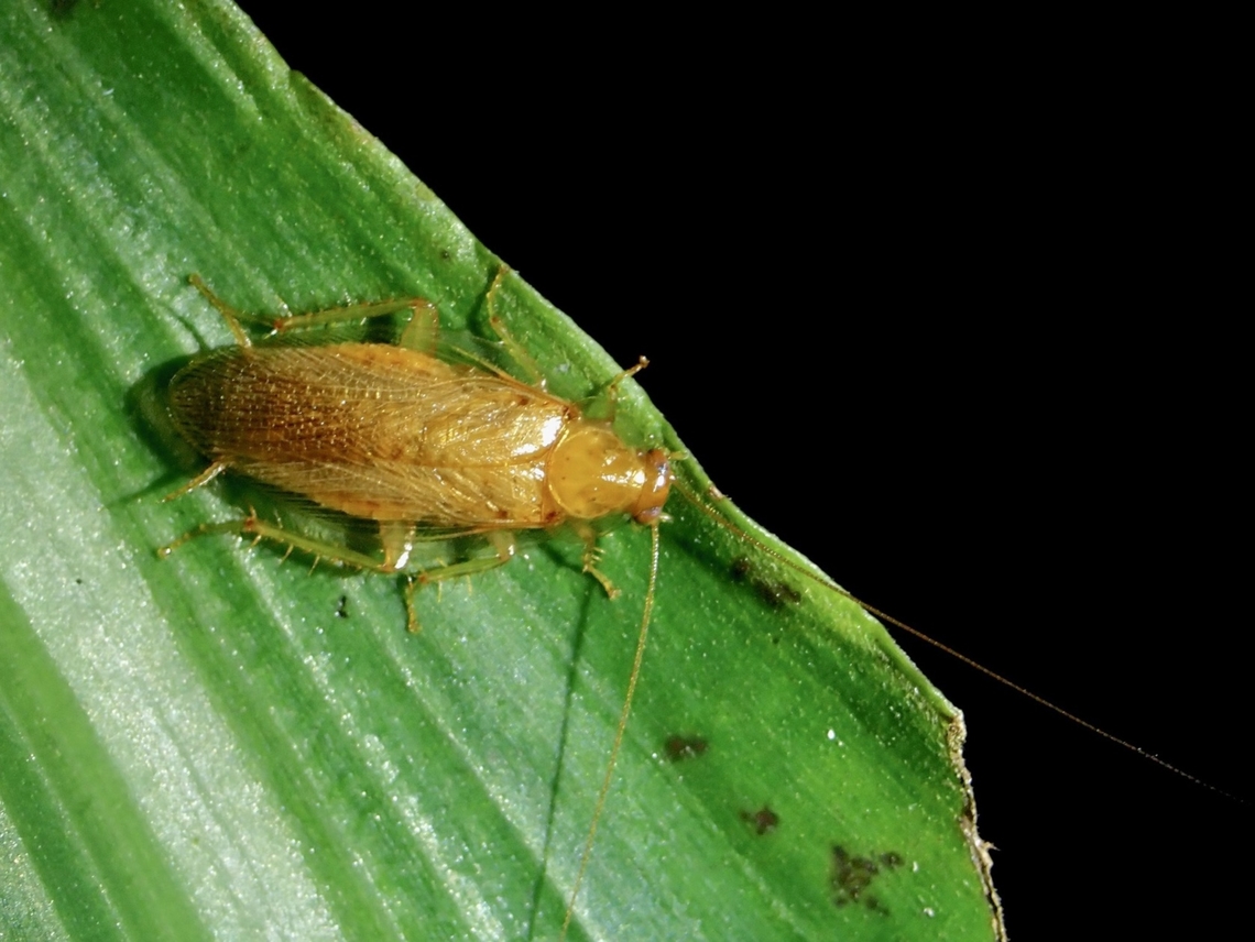 Cockroach - Megamareta pallidiola  Cockroach,Megamareta pallidiola,Taipei,Taiwan