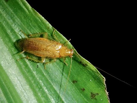 Cockroach - Megamareta pallidiola  Cockroach,Megamareta pallidiola,Taipei,Taiwan