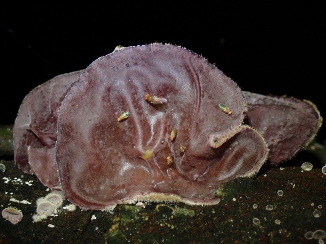 Jelly Ear - Auricularia cornea  Auricularia cornea,Jelly Ear,Taipei,Taiwan