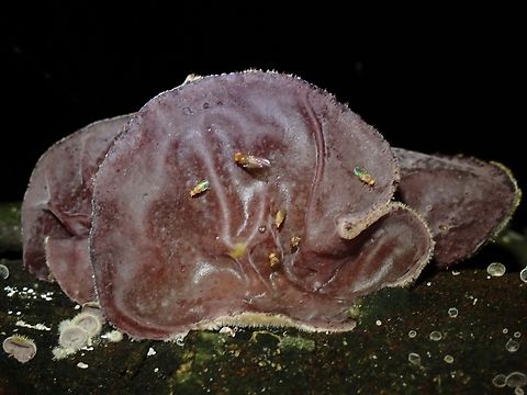 Jelly Ear - Auricularia cornea  Auricularia cornea,Jelly Ear,Taipei,Taiwan