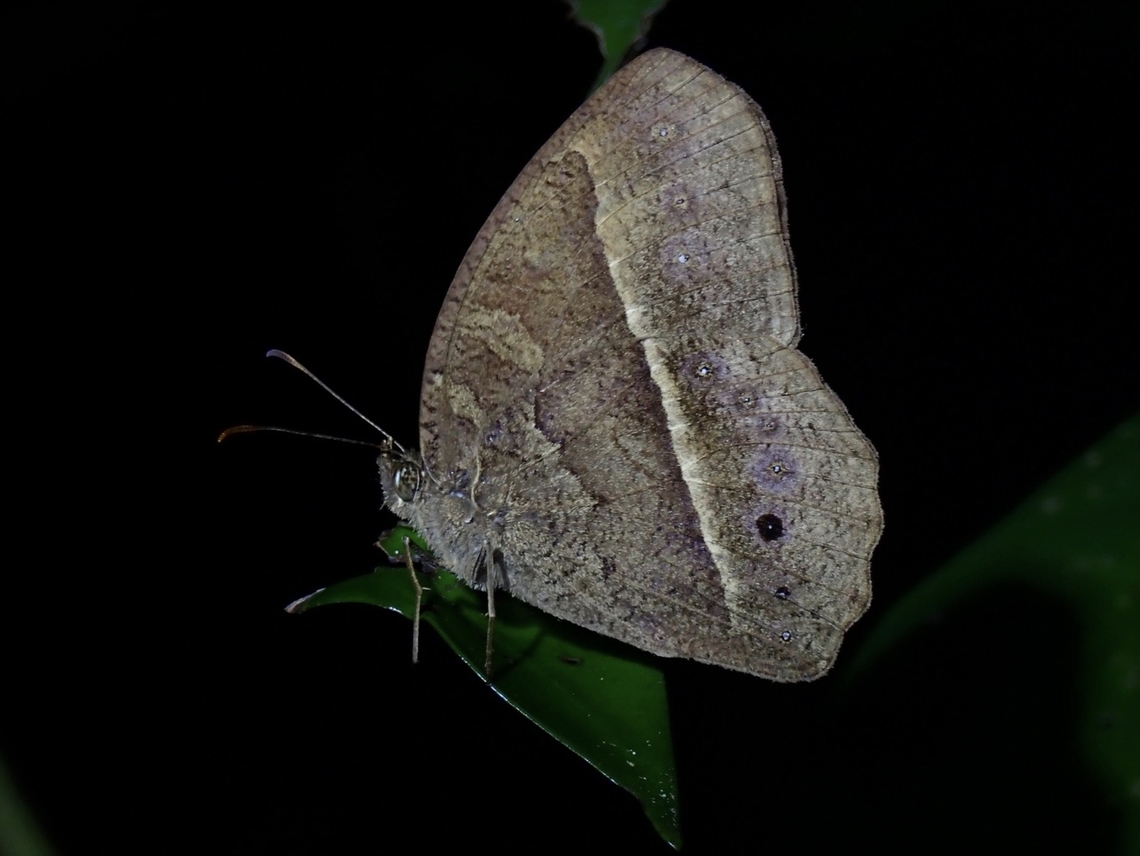 South China Bushbrown - Mycalesis mucianus  Bushbrown,Butterfly,Mycalesis mucianus,South China Bushbrown,Taipei,Taiwan