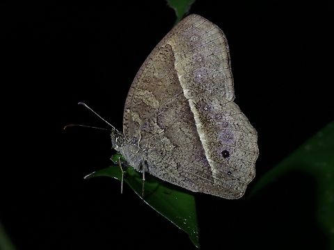 South China Bushbrown - Mycalesis mucianus  Bushbrown,Butterfly,Mycalesis mucianus,South China Bushbrown,Taipei,Taiwan