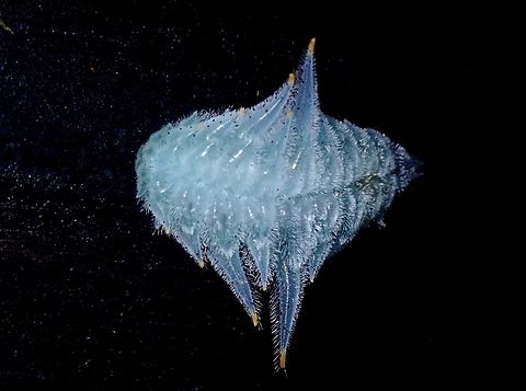 Slug Caterpillar Moth - Phrixolepia inouei  Caterpillar,Moth,Phrixolepia inouei,Slug Caterpillar Moth,Taipei,Taiwan