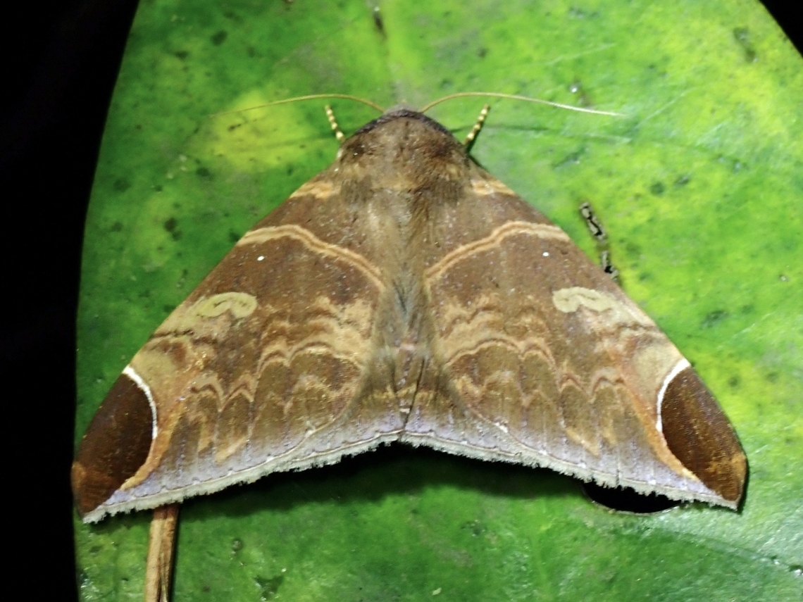 Moth - Pindara illibata X2 Moth,Pindara illibata,Taipei,Taiwan