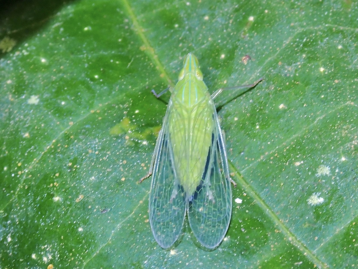 Planthopper - Dictyopharina longicephala  Dictyopharina longicephala,Hopper,Malaysia,Planthopper,Selangor