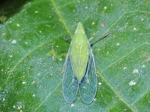 Planthopper - Dictyopharina longicephala  Dictyopharina longicephala,Hopper,Malaysia,Planthopper,Selangor