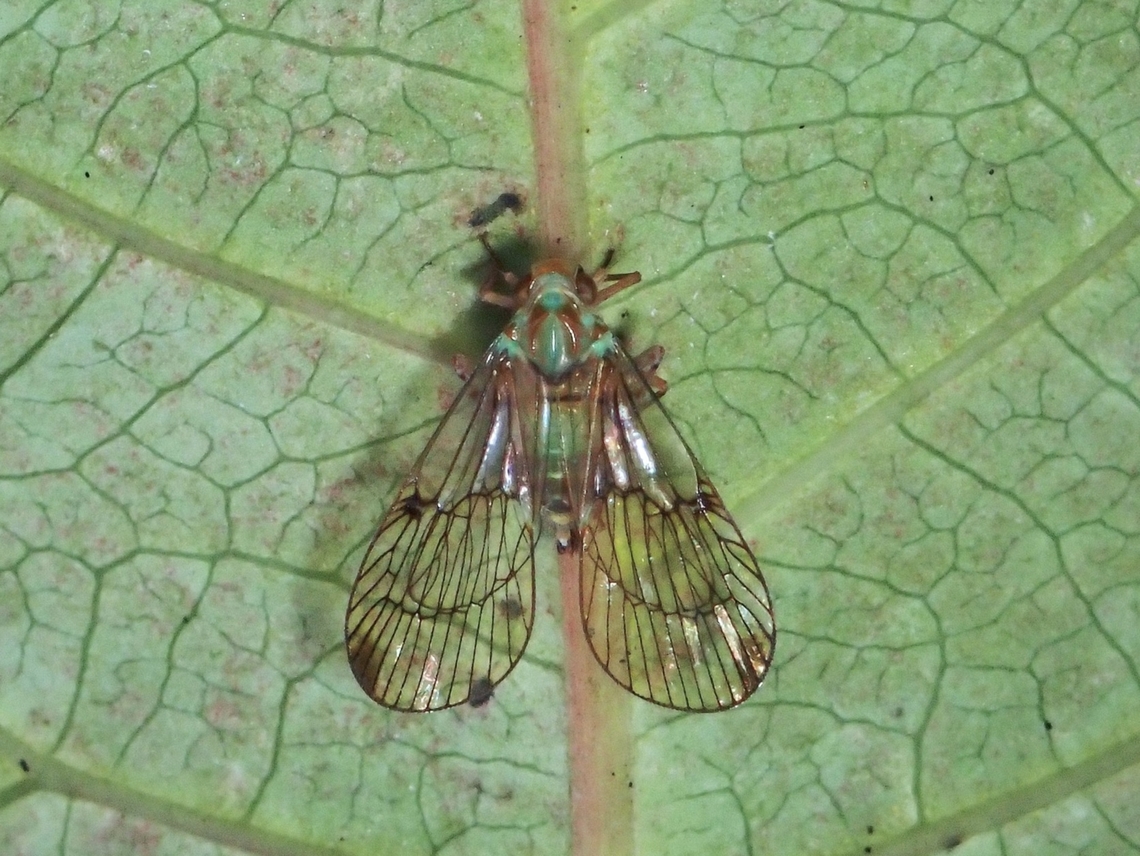 Not a Fly Tropiduchidae Hopper - Paricana dilatipennis Hopper,Malaysia,Paricana dilatipennis,Penang,Planthopper
