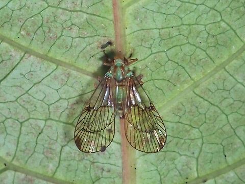 Not a Fly Tropiduchidae Hopper - Paricana dilatipennis Hopper,Malaysia,Paricana dilatipennis,Penang,Planthopper