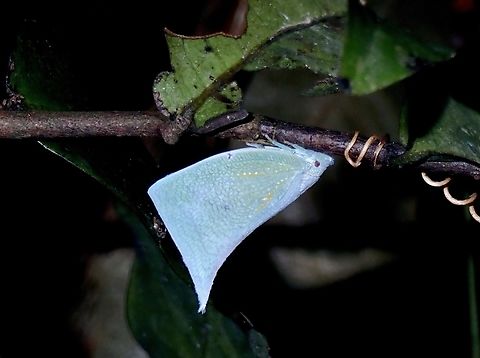 Flatid Planthopper - Lawana imitata  Flatid Planthopper,Hopper,Lawana imitata,Planthopper,Vietnam