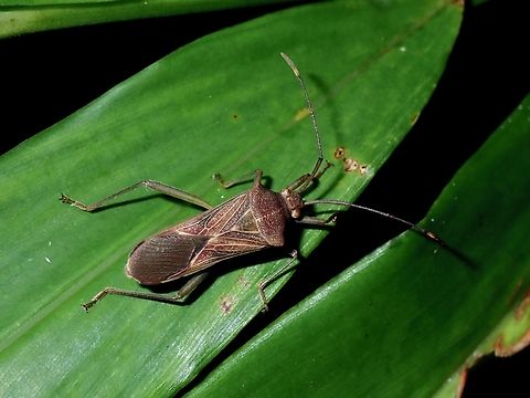 Leaf-Footed Bug - Sinodasynus spiraculus  Leaf-Footed Bug,Sinodasynus spiraculus,Vietnam