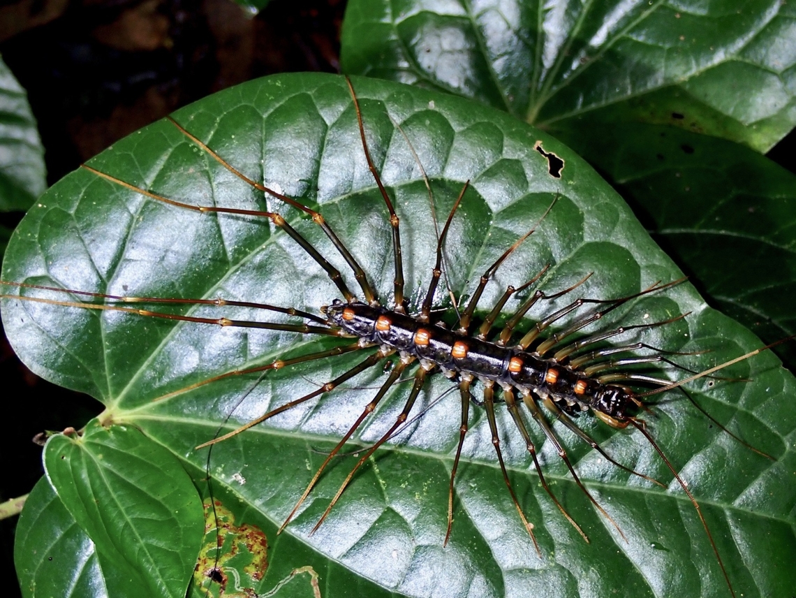 Long-Legged Centipede - Thereuopoda clunifera  Centipede,Long-Legged Centipede,Thereuopoda clunifera,Vietnam