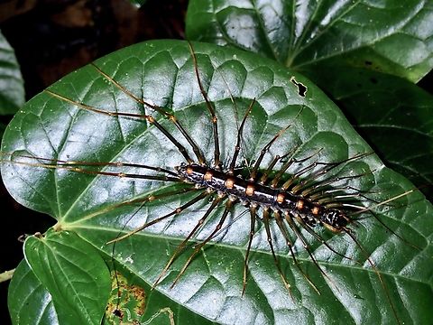 Long-Legged Centipede - Thereuopoda clunifera  Centipede,Long-Legged Centipede,Thereuopoda clunifera,Vietnam