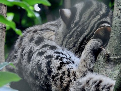 Catnapping            Cat,Leopard Cat,Mainland Leopard Cat,Prionailurus bengalensis,Vietnam