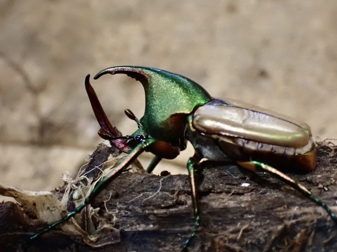 Flower Chafer - Theodosia magnifica magnifica Sub-species Theodosia magnifica magnifica<br />
4th species of Theodosia sp. from same locality Flower Chafer,Malaysia,Sabah,Theodosia magnifica,Theodosia magnifica magnifica