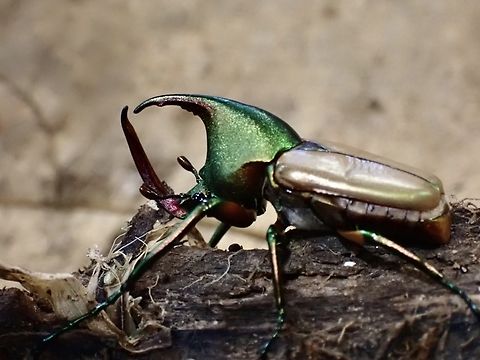 Flower Chafer - Theodosia magnifica magnifica Sub-species Theodosia magnifica magnifica
4th species of Theodosia sp. from same locality Flower Chafer,Malaysia,Sabah,Theodosia magnifica,Theodosia magnifica magnifica