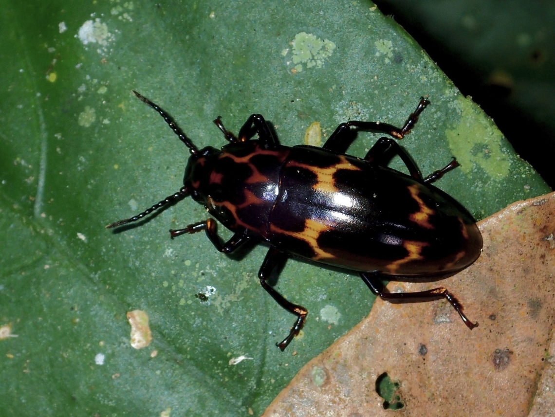 Pleasing Fungus Beetle - Micrencaustes lunulata  Beetle.Micrencaustes lunulata,Fungus Beetle,Malaysia,Micrencaustes lunulata,Pleasing Fungus Beetle,Sabah
