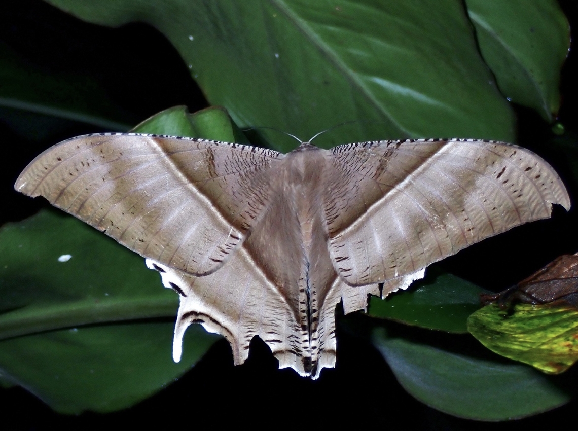 Tropical Swallowtail Moth - Lyssa zampa  Lyssa zampa,Moth,Swallowtail Moth,Tropical Swallowtail Moth,Vietnam