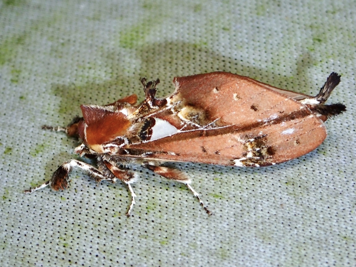 Prominent Moth - Ginshachia baenzigeri  Ginshachia baenzigeri,Malaysia,Moth,Prominent Moth,Sabah