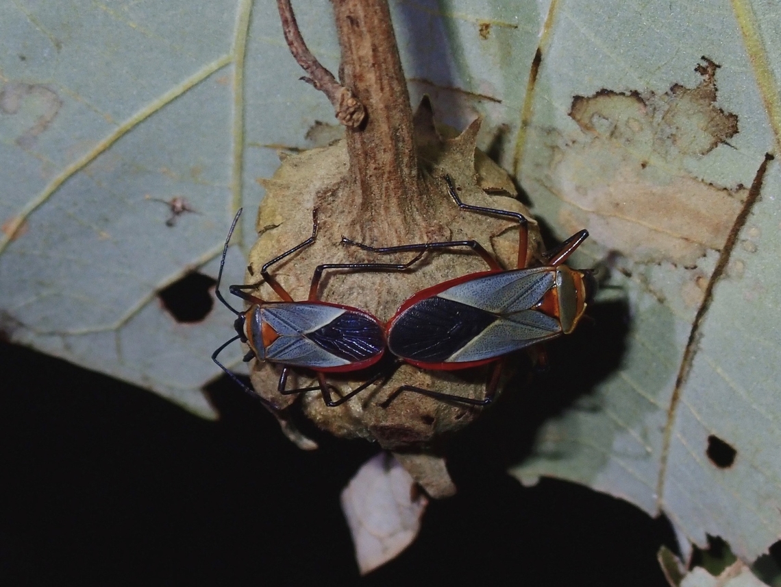 Red Bugs - Dysdercus oceanicus Tentative ID Dysdercus oceanicus,Fiji,Red Bug
