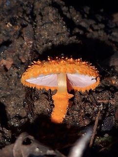 Scaly Tangerine Mushroom - Agaricus trisulphuratus  Agaricus trisulphuratus,Malaysia,Mushroom,Penang,Scaly Tangerine Mushroom,Scaly tangerine mushroom