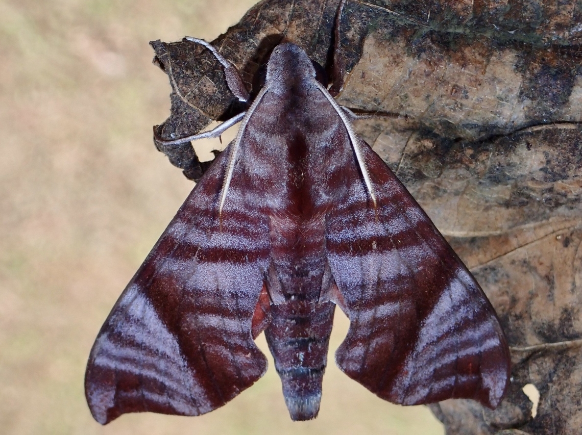 Hawkmoth - Dahira falcata  Dahira falcata,Hawkmoth,Malaysia,Moth,Pahang