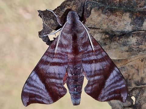 Hawkmoth - Dahira falcata  Dahira falcata,Hawkmoth,Malaysia,Moth,Pahang