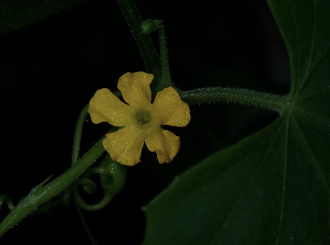 Creeping Cucumber - Melothria pendula  Creeping Cucumber,Flower,Melothria pendula,Palawan,Philippines,Plant