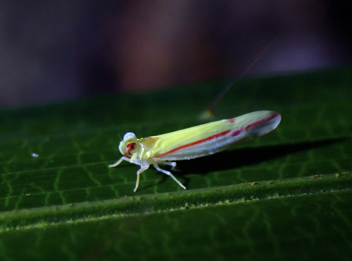 Tiny Derbid Planthopper - Megatropis coccineolinea<br />
<br />
Seems all images identified to the species seen online were all taken by me! Derbid Planthopper,Hopper,Malaysia,Megatropis coccineolinea,Penang,Planthopper