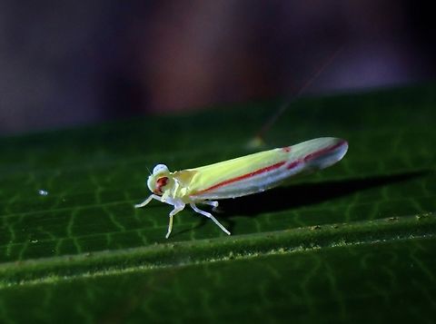 Tiny Derbid Planthopper - Megatropis coccineolinea

Seems all images identified to the species seen online were all taken by me! Derbid Planthopper,Hopper,Malaysia,Megatropis coccineolinea,Penang,Planthopper