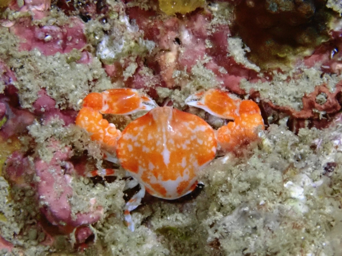 Bulbous Purse Crab - Urnalana purarensis  Anilao,Batangas,Bulbous Purse Crab,Crab,Philippines,Purse Crab,Urnalana purarensis