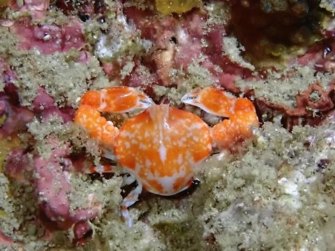 Bulbous Purse Crab - Urnalana purarensis  Anilao,Batangas,Bulbous Purse Crab,Crab,Philippines,Purse Crab,Urnalana purarensis