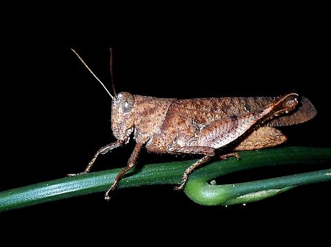 Short-Horned Grasshopper - Eucoptacra binghami  Eucoptacra binghami,Grasshopper,Short-Horned Grasshopper,Vietnam