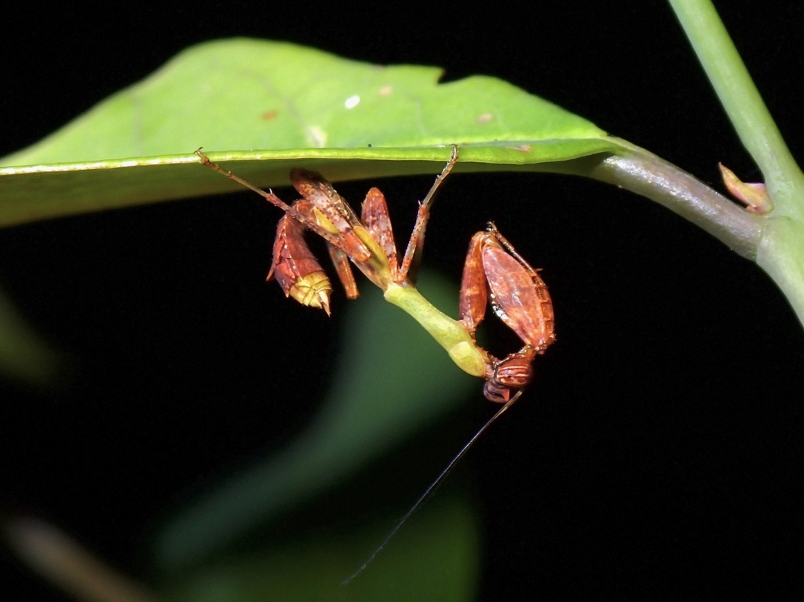 Thai Boxer!  Acromantis gestri,Malaysia,Mantis,Penang,Praying Mantis,Thai Boxer Mantis