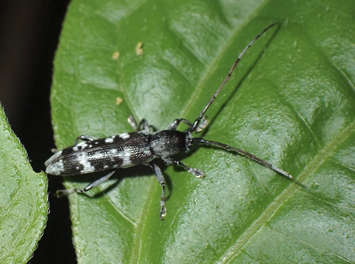 LHB - Bityle basimaculata Rarely documented species and also Genus. Abra,Beetle,Bityle basimaculata,Longhorned Beetle,Philippines
