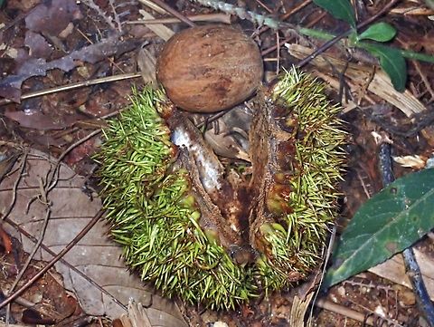 Spiky but not Durian  Castanopsis megacarpa,Fruit,Kelantan,Malaysia,Plant